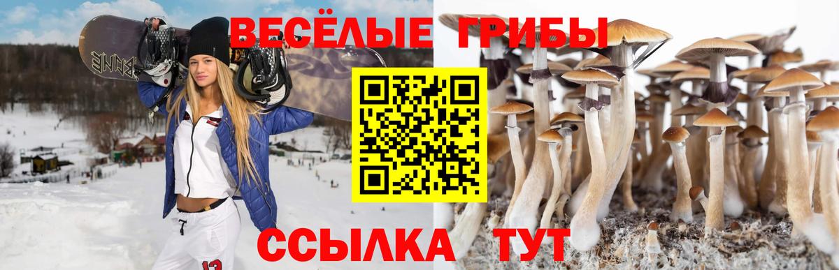 Псилоцибиновые грибы мицелий  Вход с VPN  Псилоцибиновые грибы мицелий  наркота  Борзя 